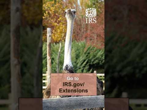 Extending your Filing Options - ssssss