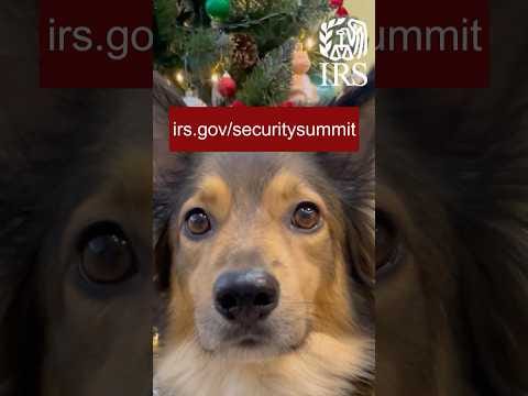 Sniffing out the holiday scammers